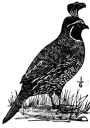 California Quail