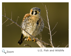 American Kestrel