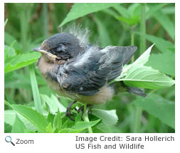 Barn Swallow