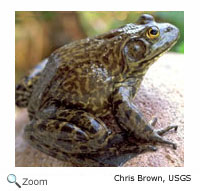 bullfrog
