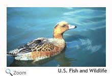 Eurasian Wigeon