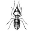 termite