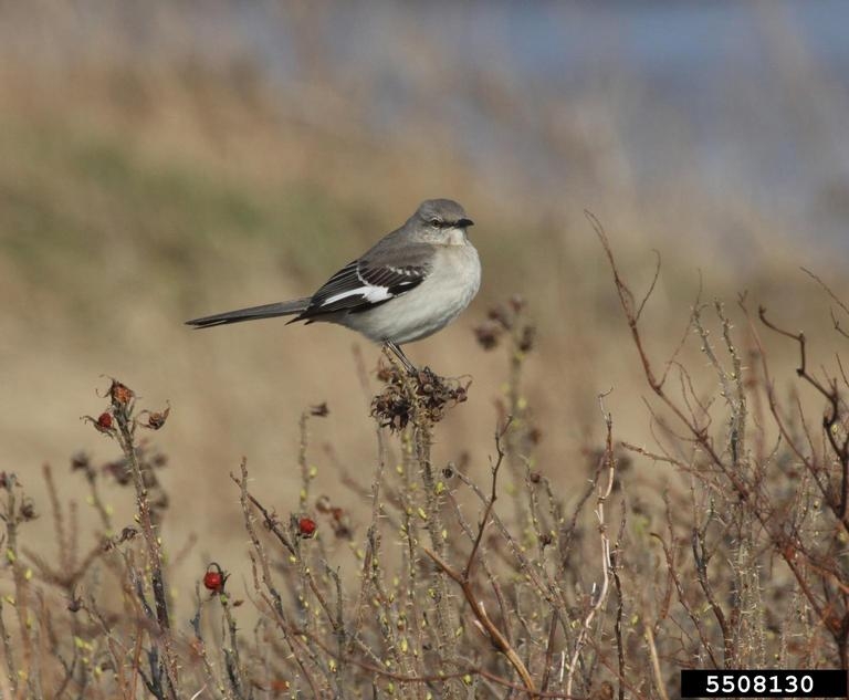 northern mockingbird mimus polyglottos natureworks northern mockingbird mimus polyglottos natureworks