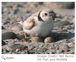 Piping Plover