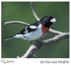 rose breasted grosbeak