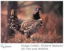 Spruce Grouse